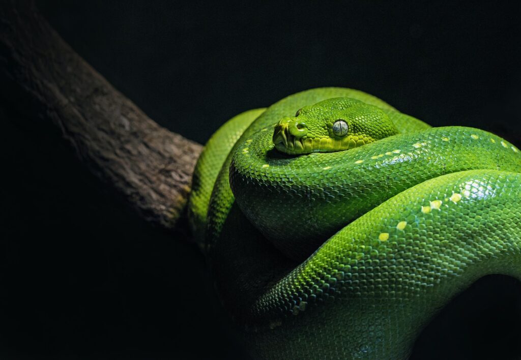 Python? Or SQL? Programming languages and tools used in data projects