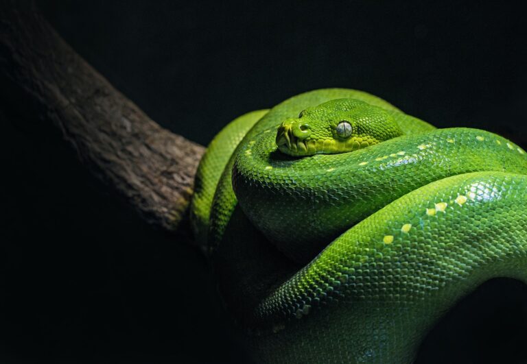 Python? Or SQL? Programming languages and tools used in data projects