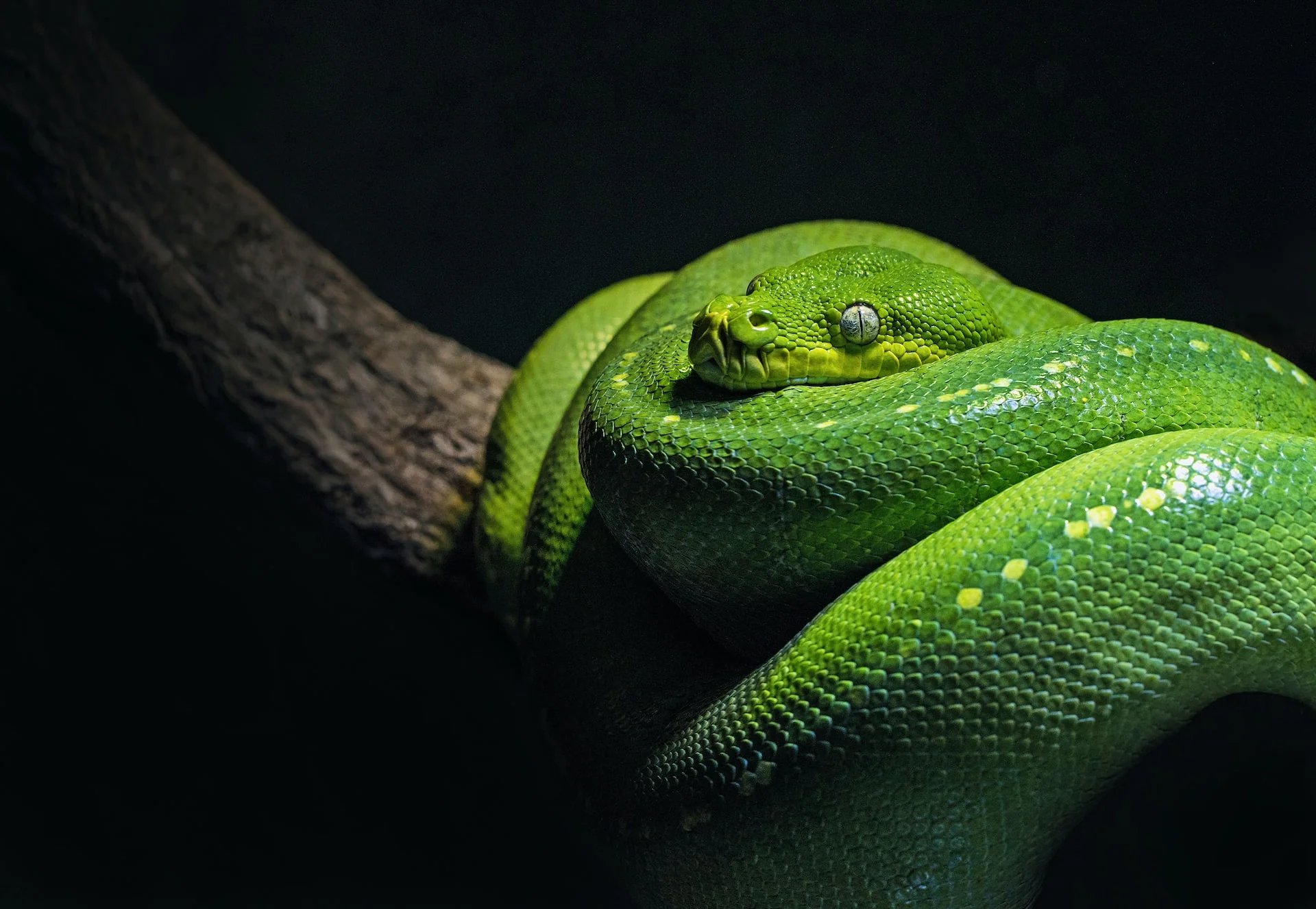 Python? Or SQL? Programming languages and tools used in data projects