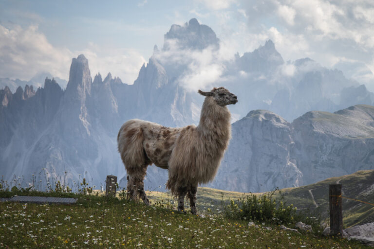 What is LlamaIndex? New possibilities in development with LLMs